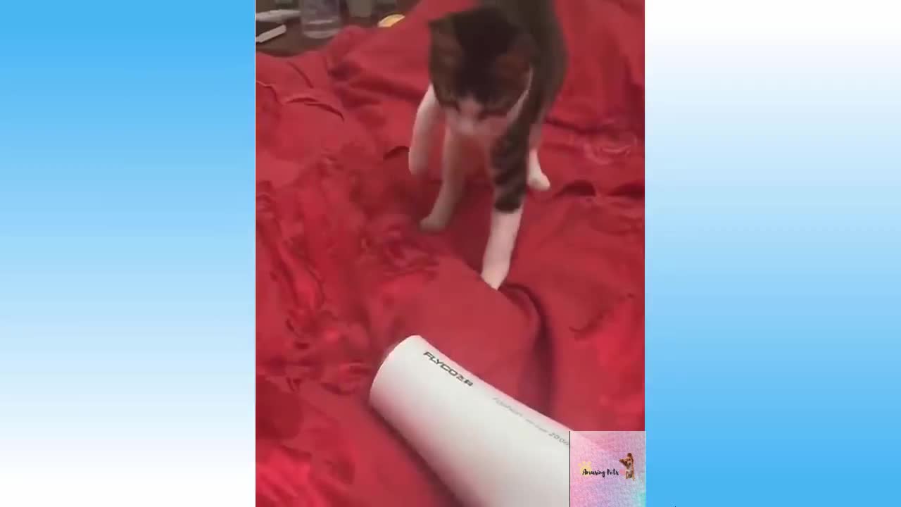 KITTEN FIGHTING vs HAIR DRYER