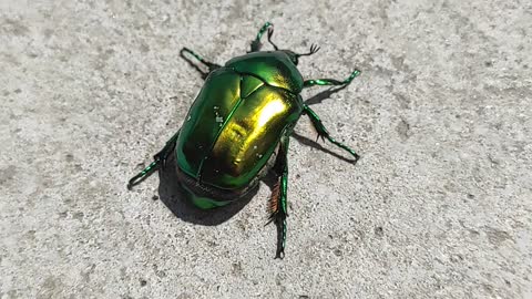 green beetle takes off well