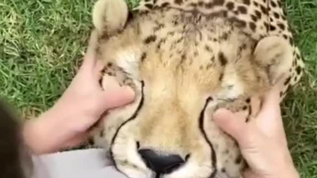 Funny animals with tiger ❤️