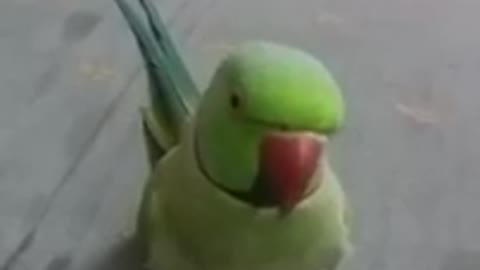 TALKING PARROT BEAUTIFUL VOICE