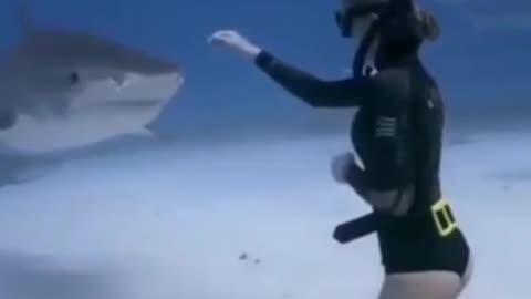 Diver comes face to face with shark