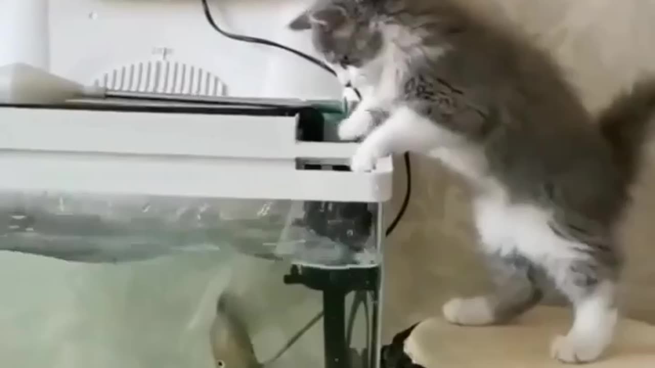 Cat on fishing