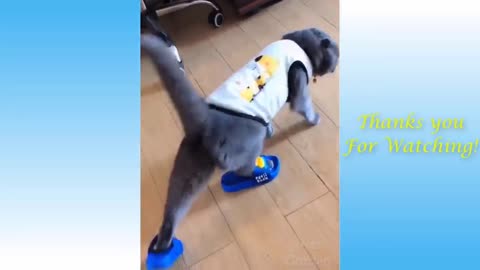 My Cat Walks Wearing Slippers