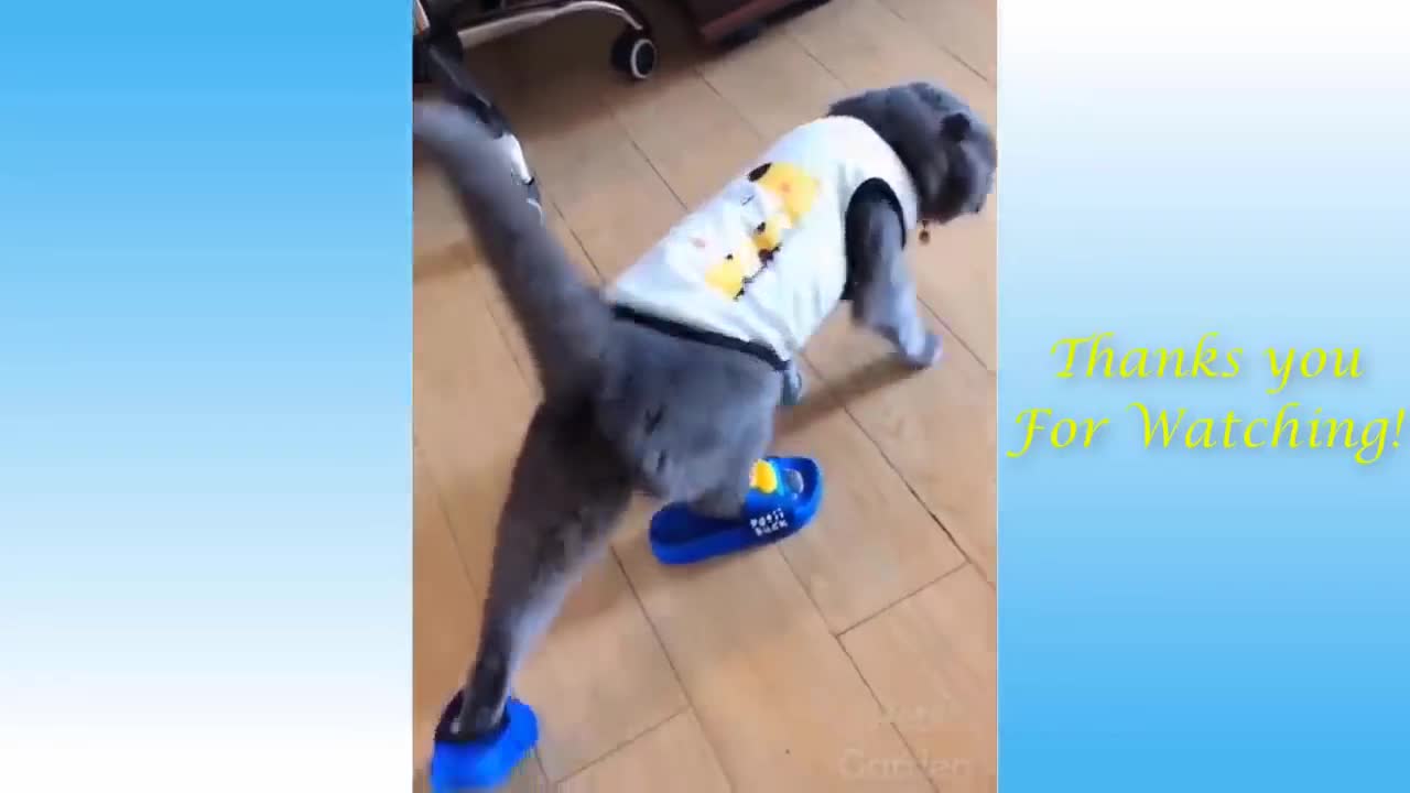 My Cat Walks Wearing Slippers