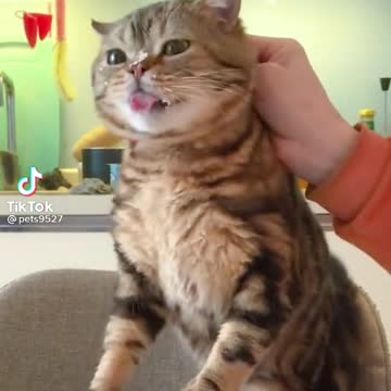 Pets-Kitty cat,sweet cat