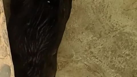 Beaver swims hard in the water