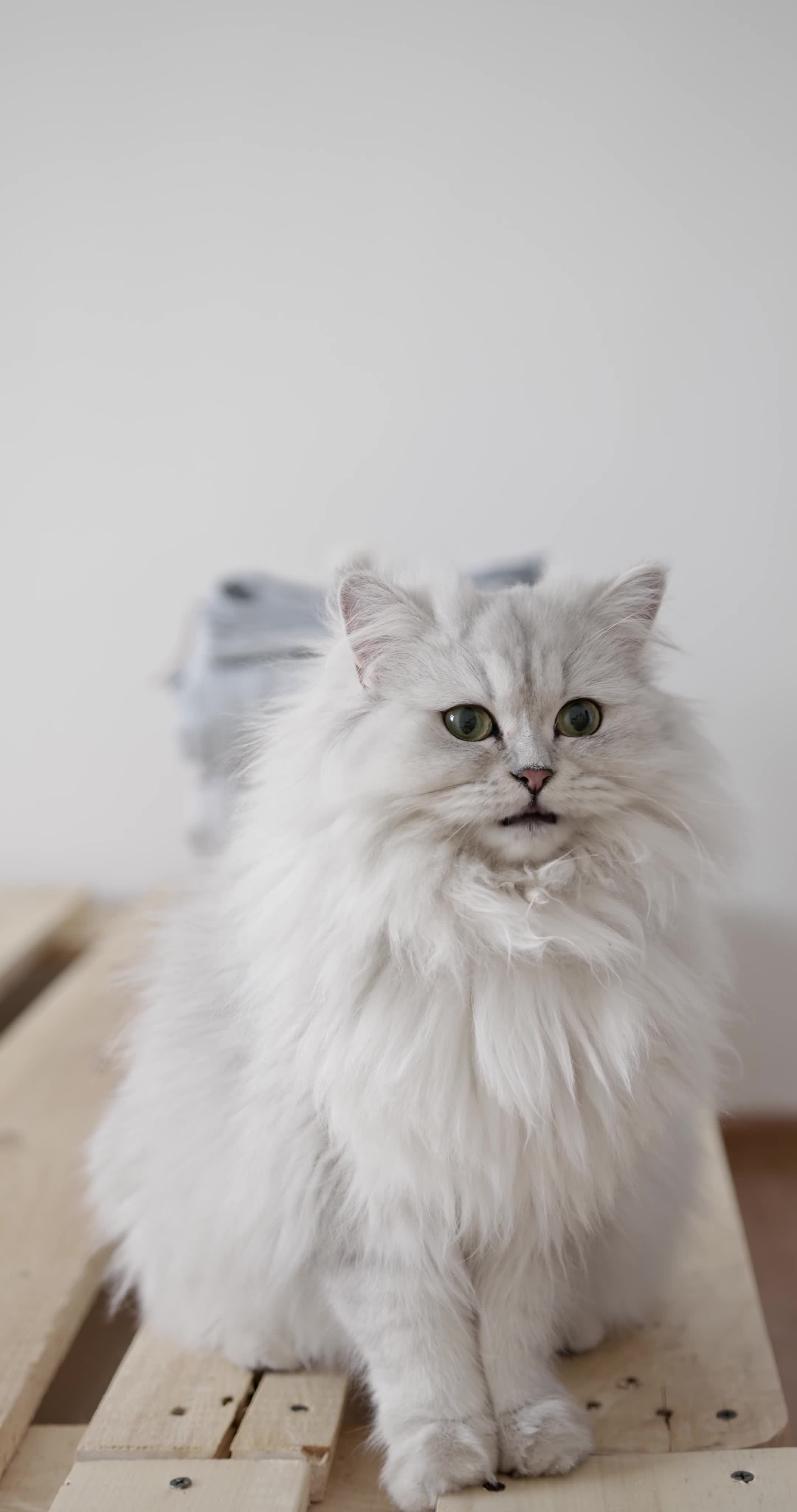 Cat Rumble cat