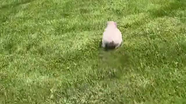 Funny pig running