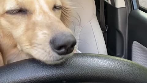 Do not let your Dog drive a car if tired 😴😩