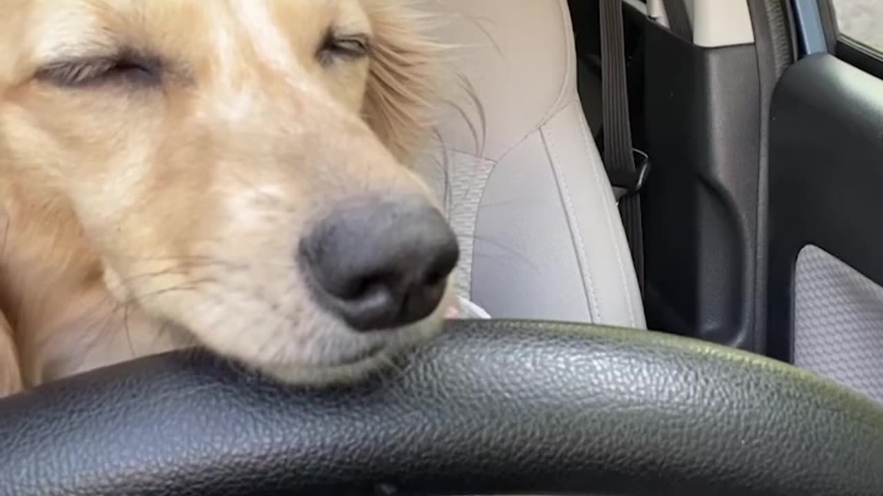 Do not let your Dog drive a car if tired 😴😩