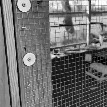 Owning some chicken.