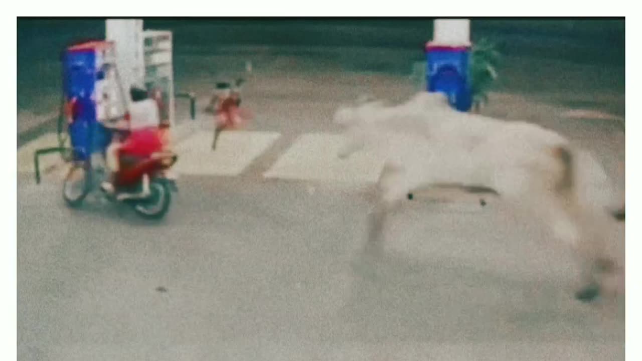 Papa Ki Pari Funny Video | Accident Video