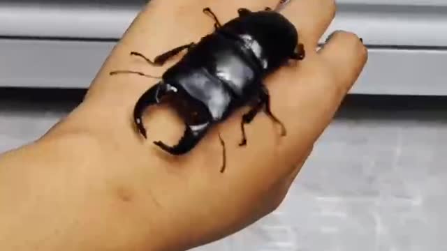 Is this Mr. Dung Beetle. The pliers are so big