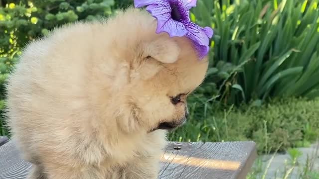 Fanny dog 🐕 super cute dogs