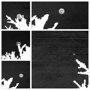 Orb Moves Behind Bush