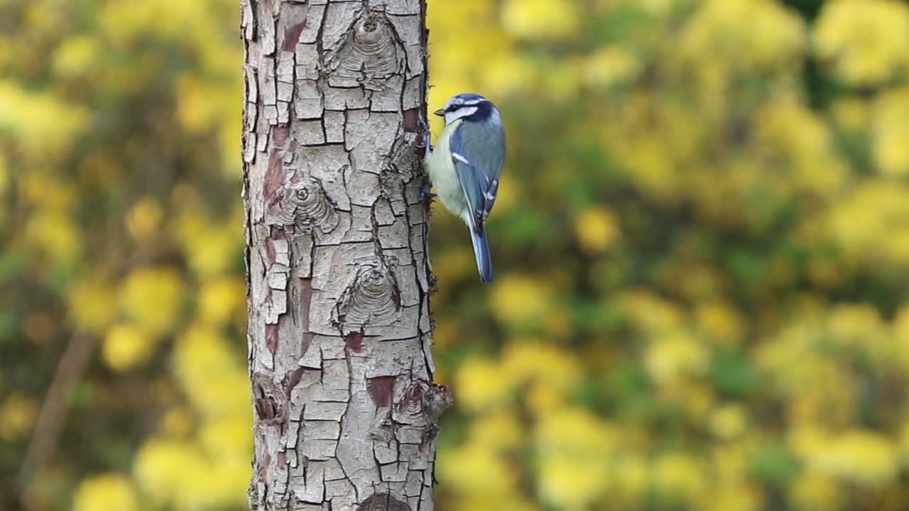 The Secret World of Birds