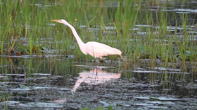 An Egret Walking In A Swamp