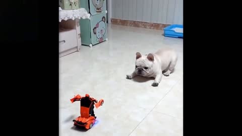 Cute dog plays with car