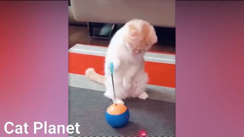 Funny Cats Video Compilation!