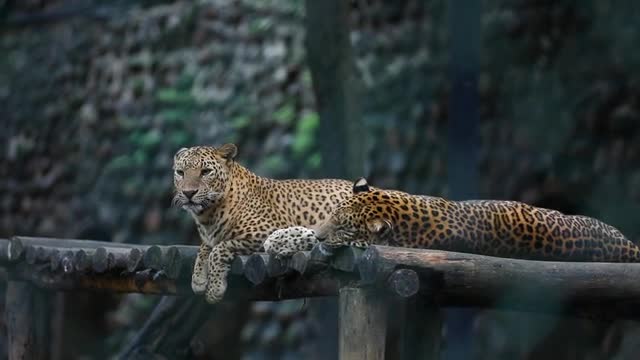 Leopards Resting on a Wooden Structure at a Zoo