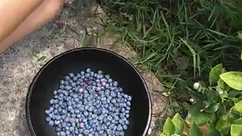 harvesting blueberries