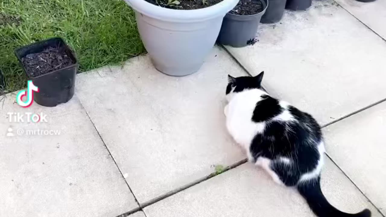 Cats fighting #cats