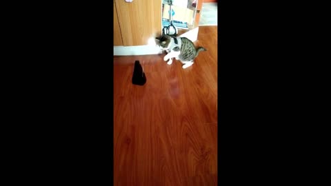 The cat doesn't know what it is