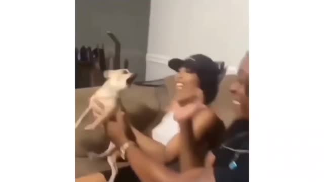 Most funny virela video for dog reaction 😂😂😂