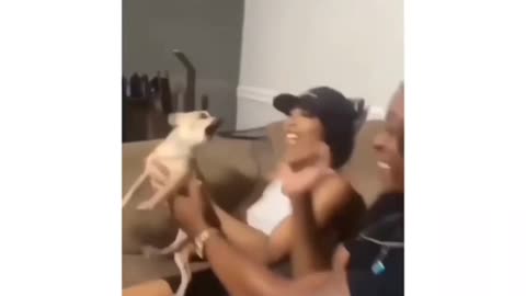 Most funny virela video for dog reaction 😂😂😂