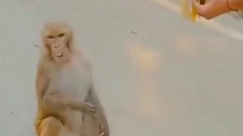 Monkey viral videos