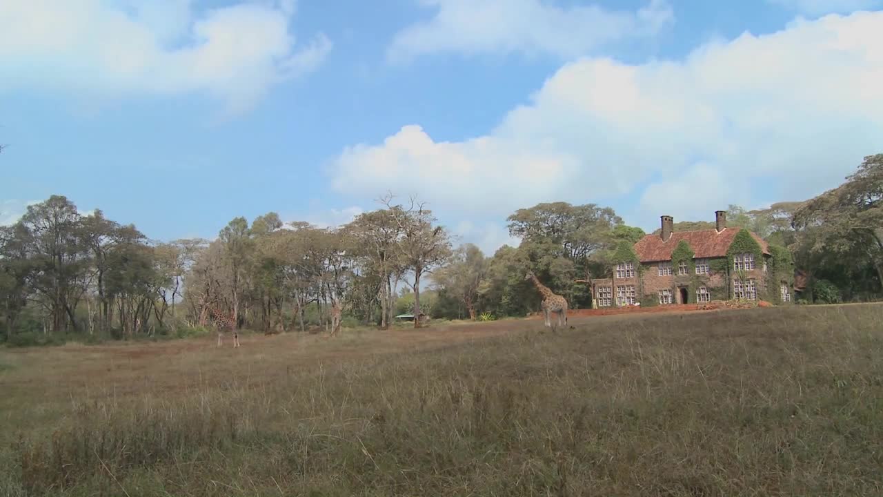 Giraffes mill around outside an old mansion in Kenya