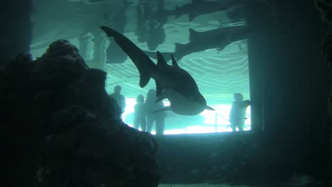 Shark Inside An Aquarium