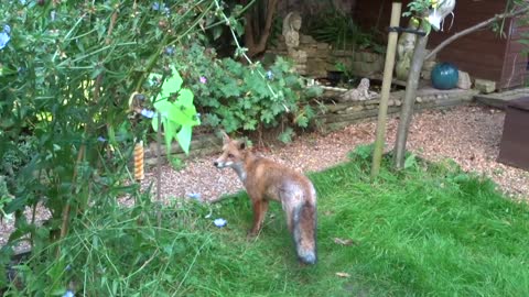 The Fox and a Windmill