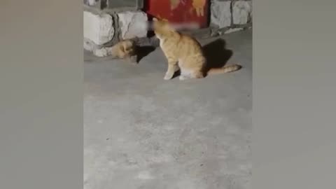 Now cat video funny 2023