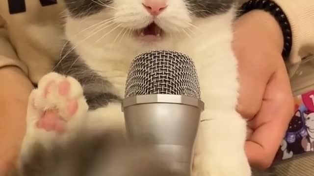 The dolphin sound of cats