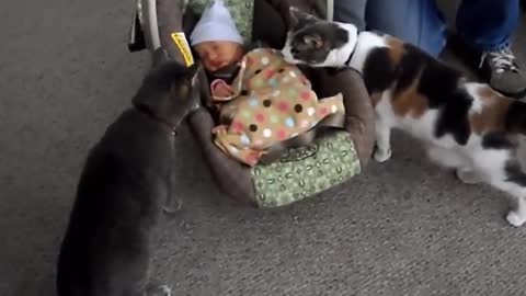 Baby and cats -- Funny moments