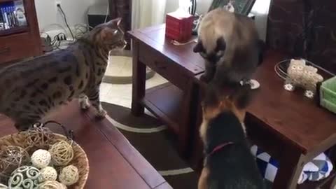 Two Cats Swat Dog at the Same Time!