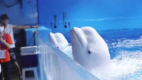 White dolphins