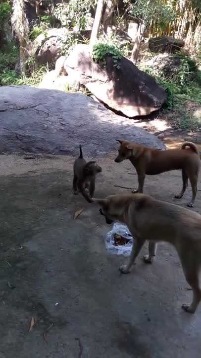 When dogs and monkeys rob each other's food