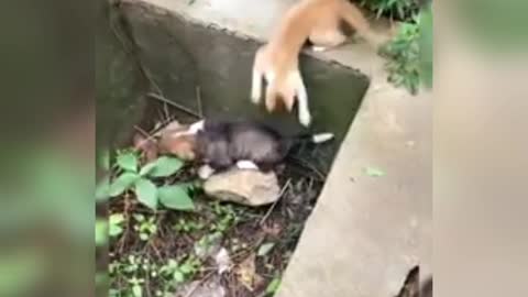 22 second funny video