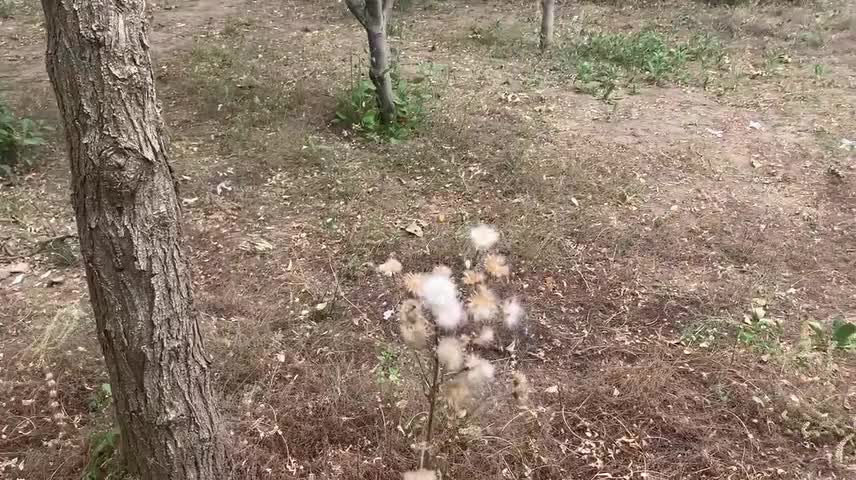 lonely dandelion