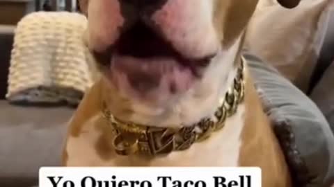 What your dog really wants.