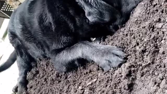 Black dog laying down on dirt