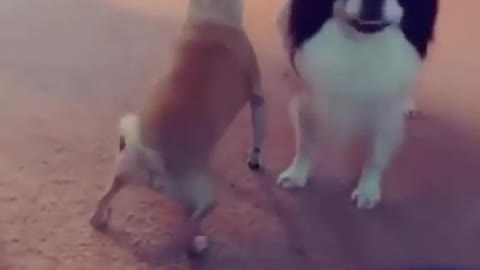 Dog Funny Dance