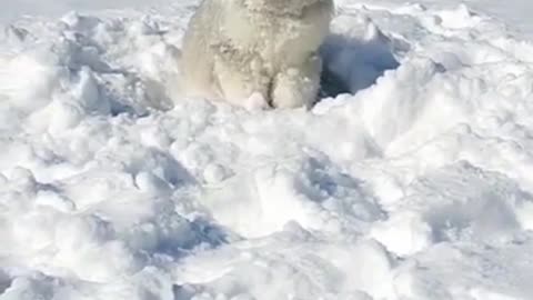 Cute 🥰🥰 dog standerd