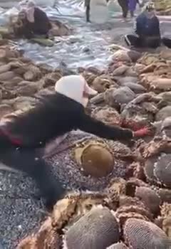 Sunflower cleaning features:Особенности очистки подсолнуха