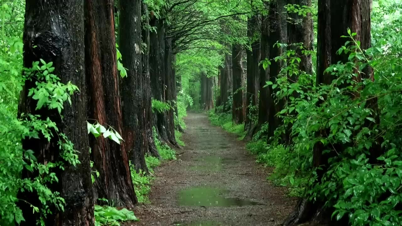 A rainy forest trail, Fresh air, Rain sound for Relex, Fast Sleep, Healing ASMR