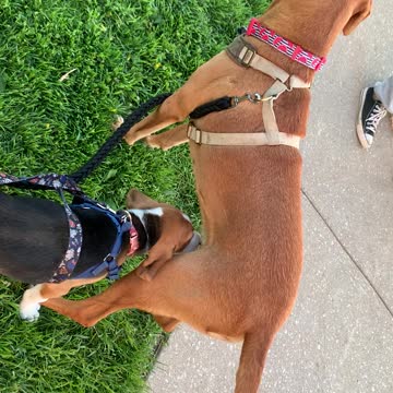 The Front Lawn Wars have begun!