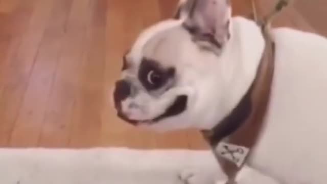 How Funny !!! Cute puppy |