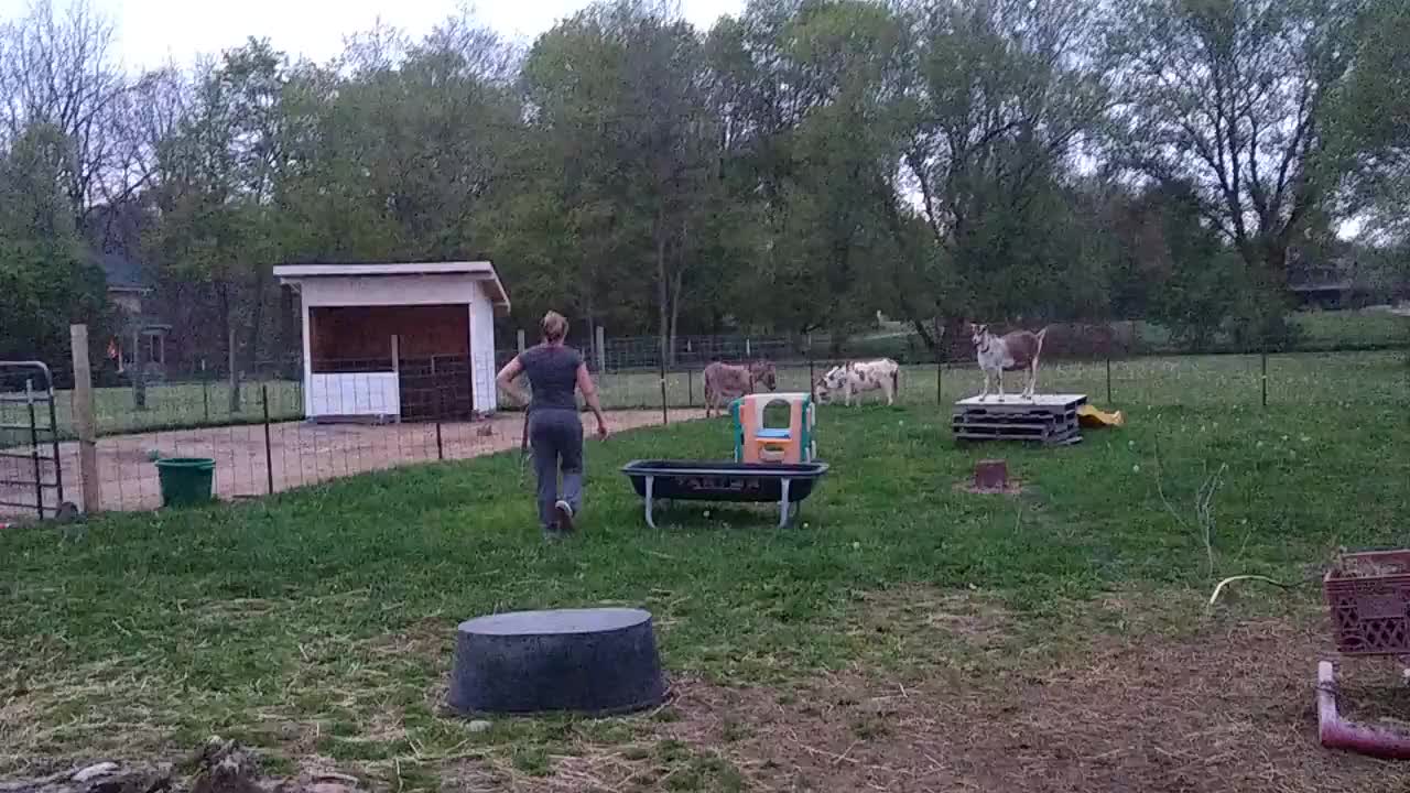 Wife trying to corner mini-donkey